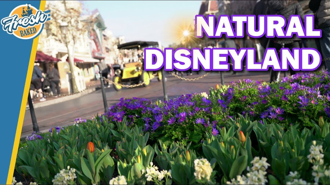 Disneyland in its most natural state! | Disneyland 2020-01-11 Pt. 1