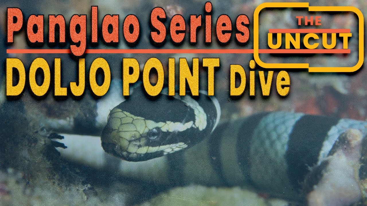 Encountering the Sea Krait: 1-Hour Uncut Dive at Doljo Point, Panglao (HD)