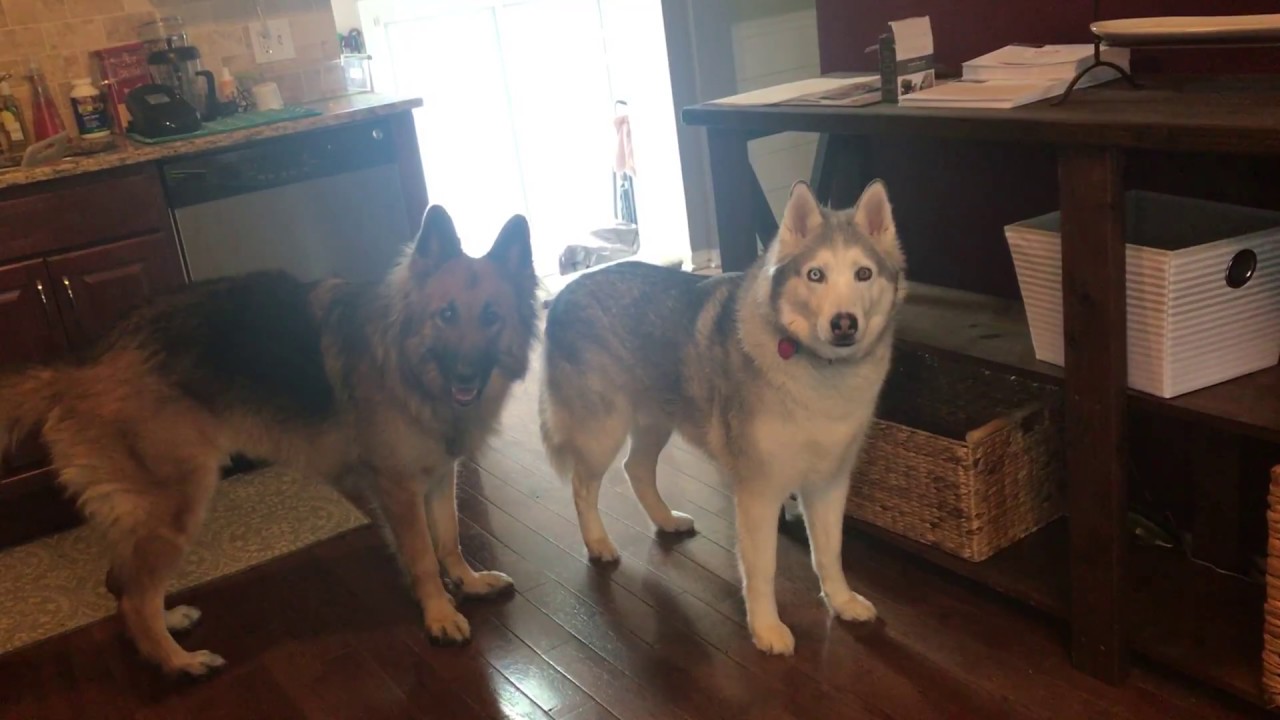 Husky and Shep need Dunkin