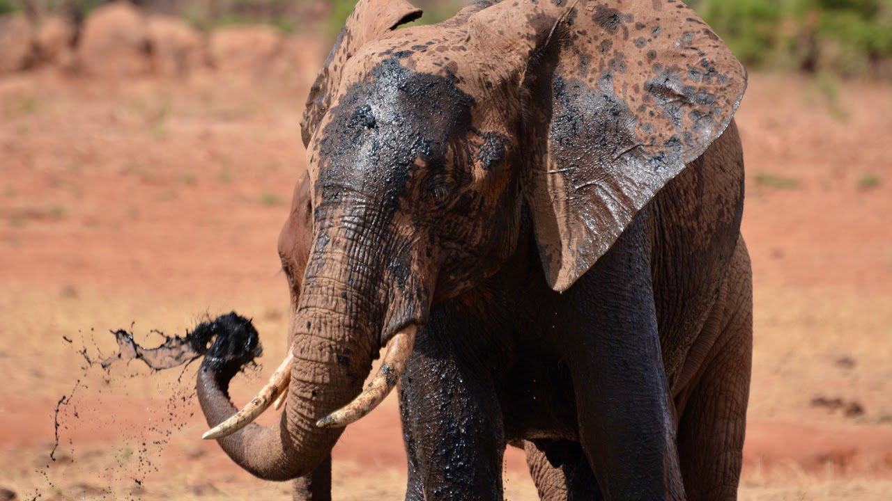 Experimental test of elephant deterrents and ecological correlates of crop raiding, Kenya