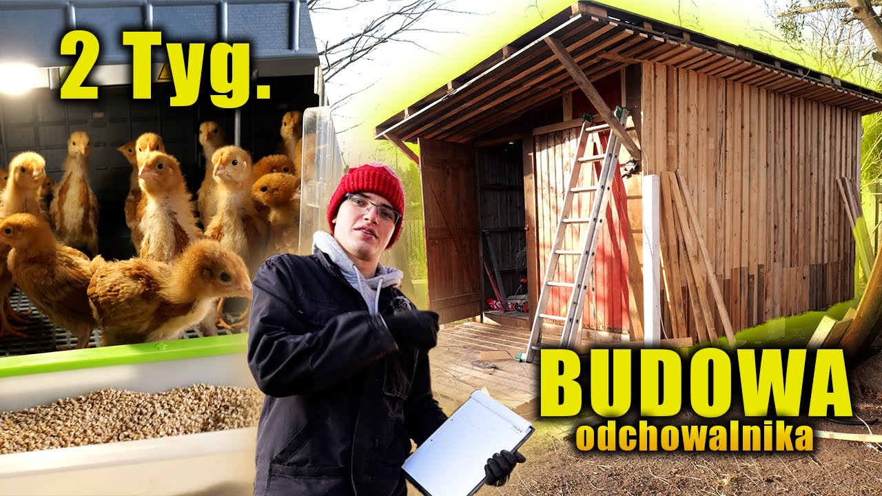 Minęły 2 tygodnie! ILE KOSZTUJE ODCHÓW PISKLAKA?