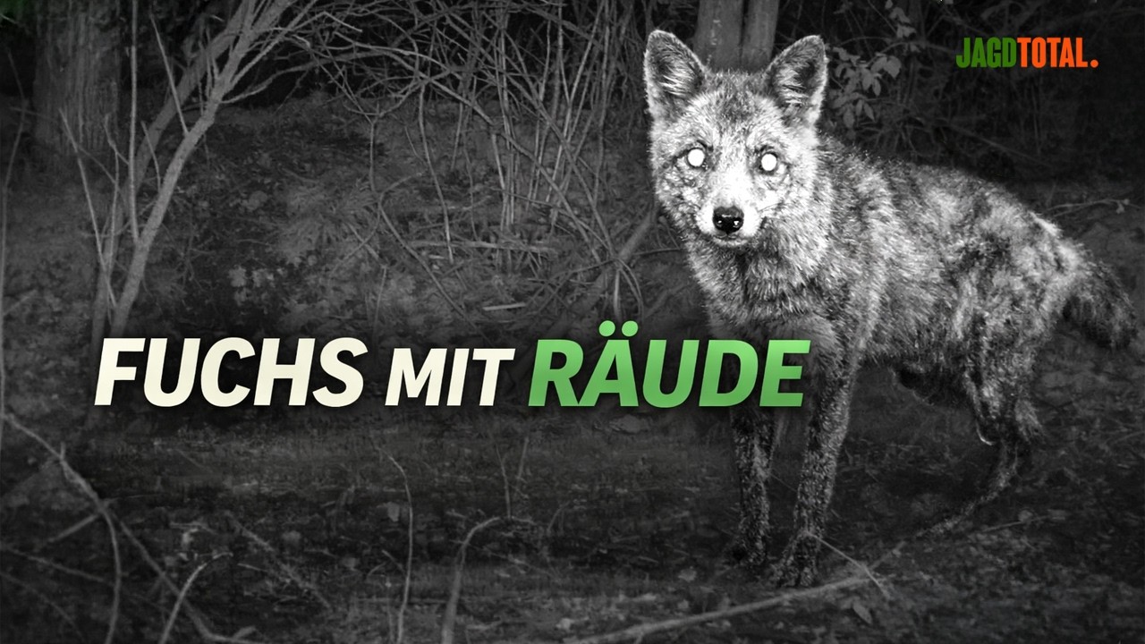 Fuchs mit R&auml;ude auf Wildkamera &ndash; warum ich jetzt handeln muss | EP1