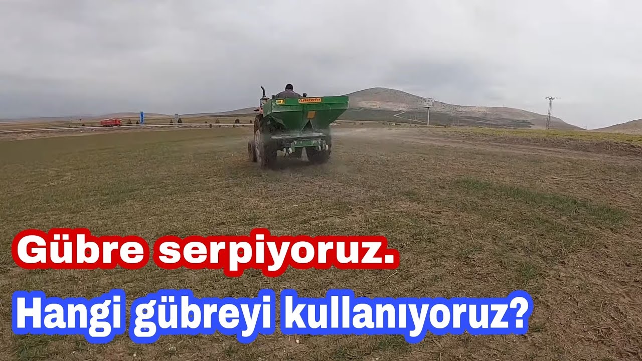 MF 266 GOLD İLE TAHILLARIMIZA GÜBRE SERPİYORUZ. GÜBRE SERPME MAKİNASI NASIL KULLANILIR? [GoPro]