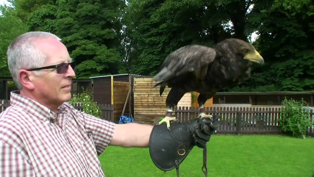 Experience Day at The Falconry Centre - Hagley West Midlands