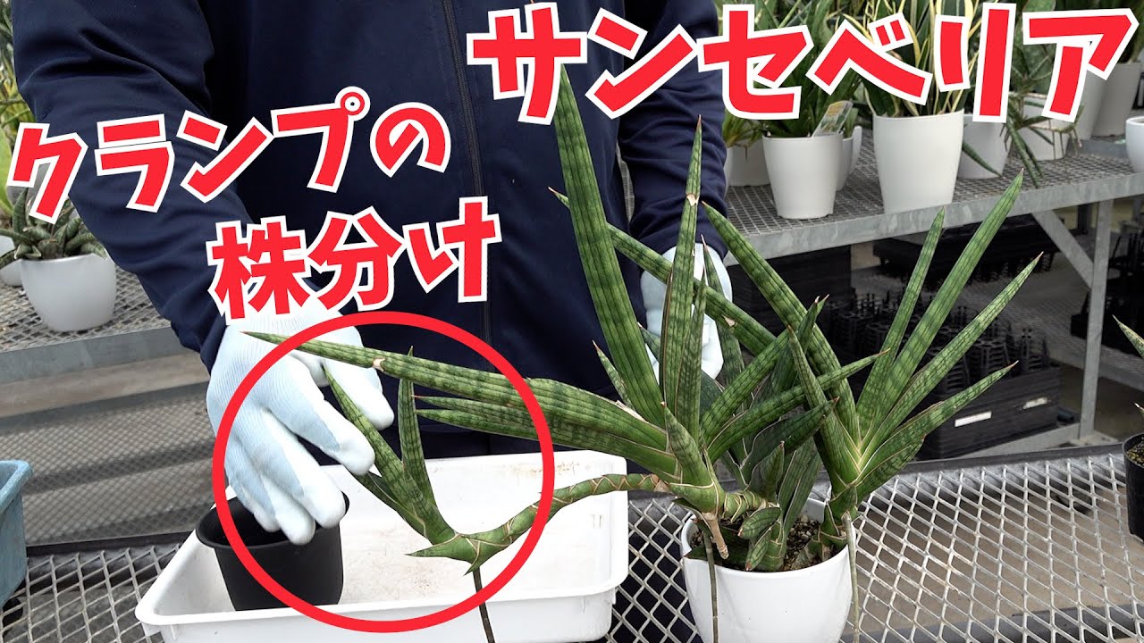 【サンセベリア】プロが伝授！クランプの株分け【赤塚植物園農場だより】