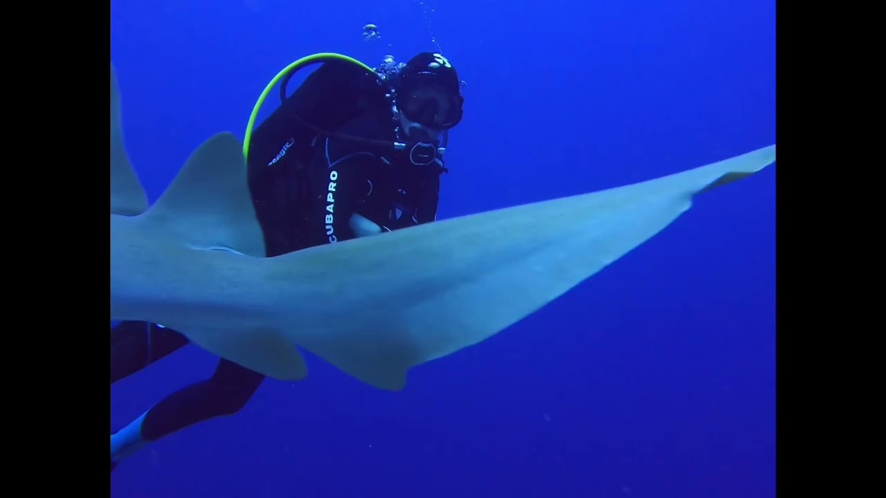 Buceo en Gran Muro, Banco Chinchorro, Mahahual, Q. Roo.