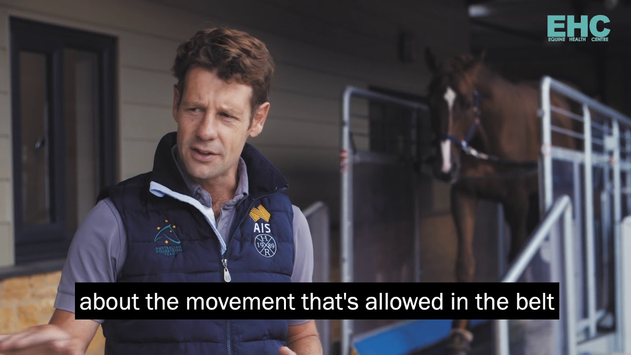 HORSEGYM   TREADMILLS