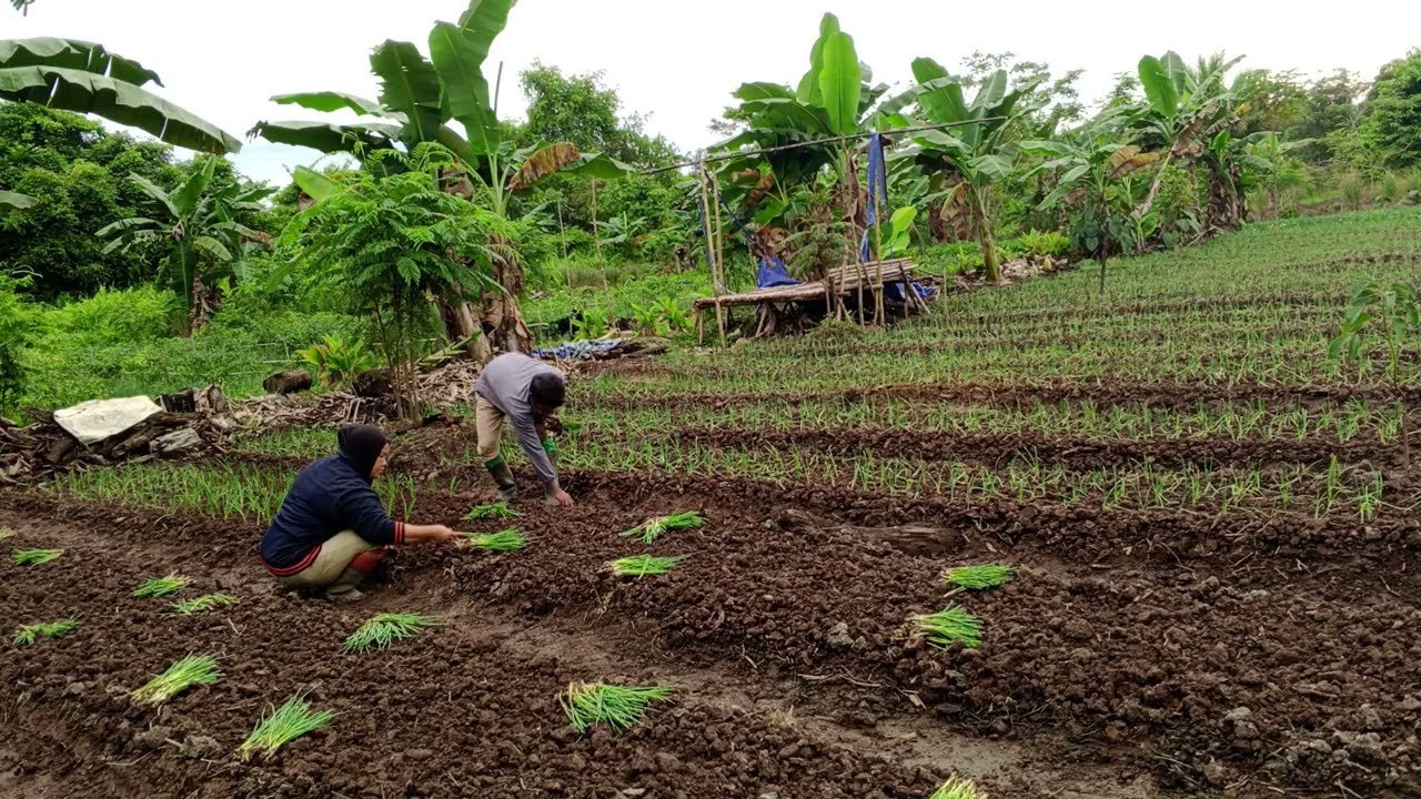 SORE SORE NANAM DAUN BAWANG BERSAMA PAK EKO