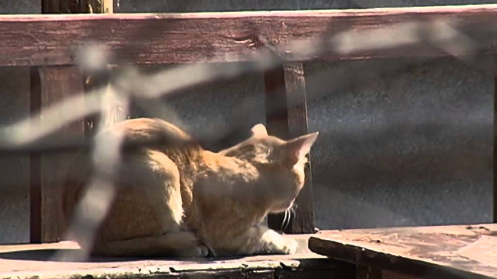 Ukrainian Cats Rescued from Conflict Zone: Refugee woman saves over 40 cats from war-torn Donbas