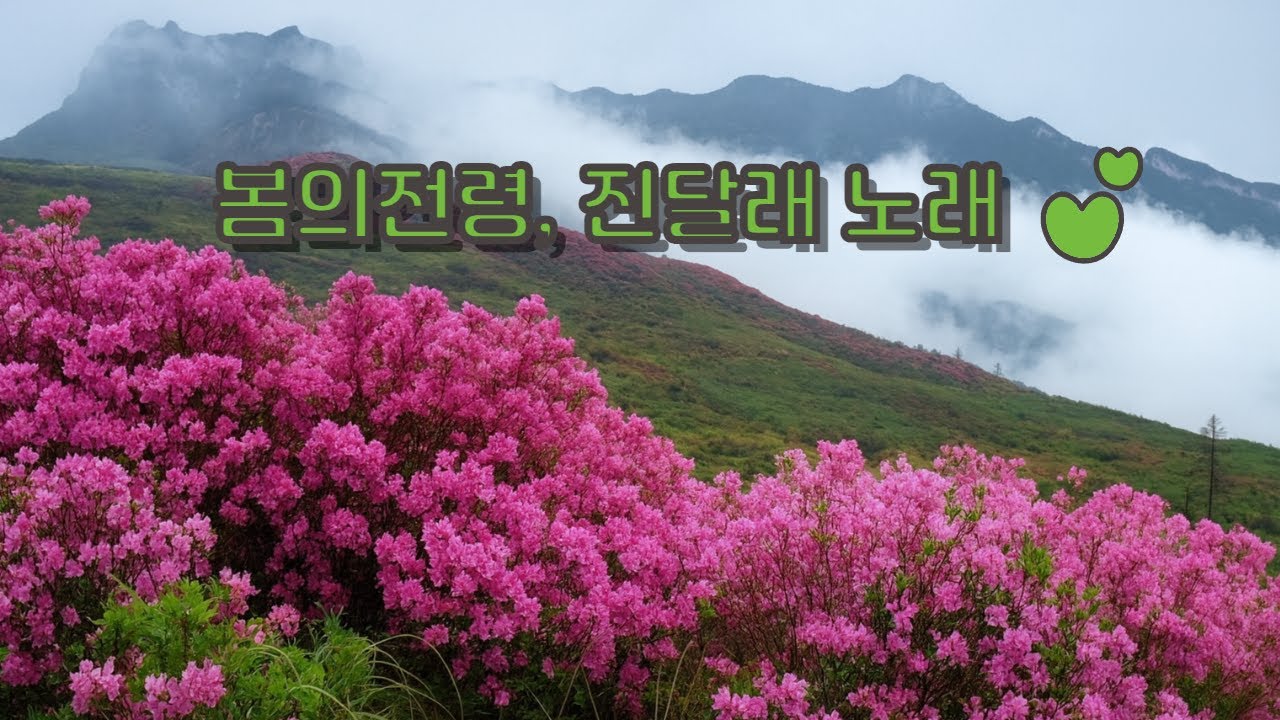 #야생화 #야생화 노래 🌸〈분홍 등불, 진달래〉 Korean Ballad | 야생화 노래 시리즈