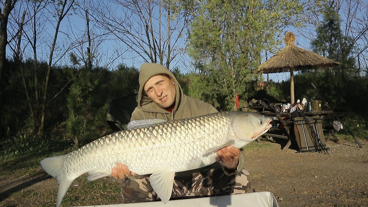 Pecanje amura Kasapska Ada