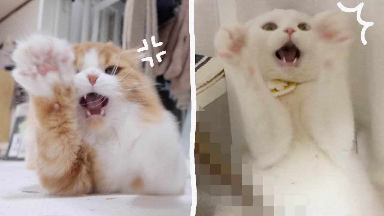 무엇이 고양이들의 손발을 들게 했을까 ? ! ? !