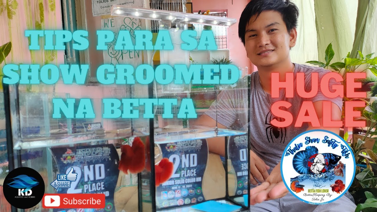 TIPS PARA SA SHOW GROOMED NA BETTA