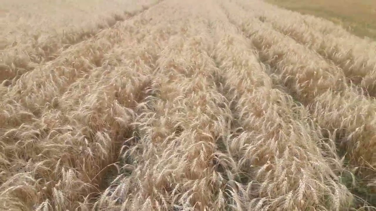 22.07.2022 NO-TILL широкорядная пшеница,  уборка близко