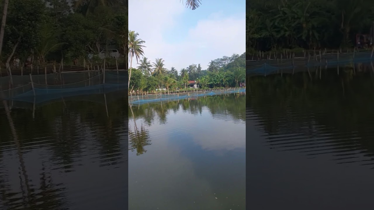 RAWA BANGKIR MULAI RAMAI LUR SEMOGA GACOR KABEH