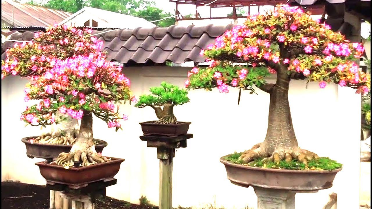 BONSAI DE ROSAS DO DESERTO DO ANDRÉ - CURSOS ONLINE NA DESCRIÇÃO DO VÍDEO