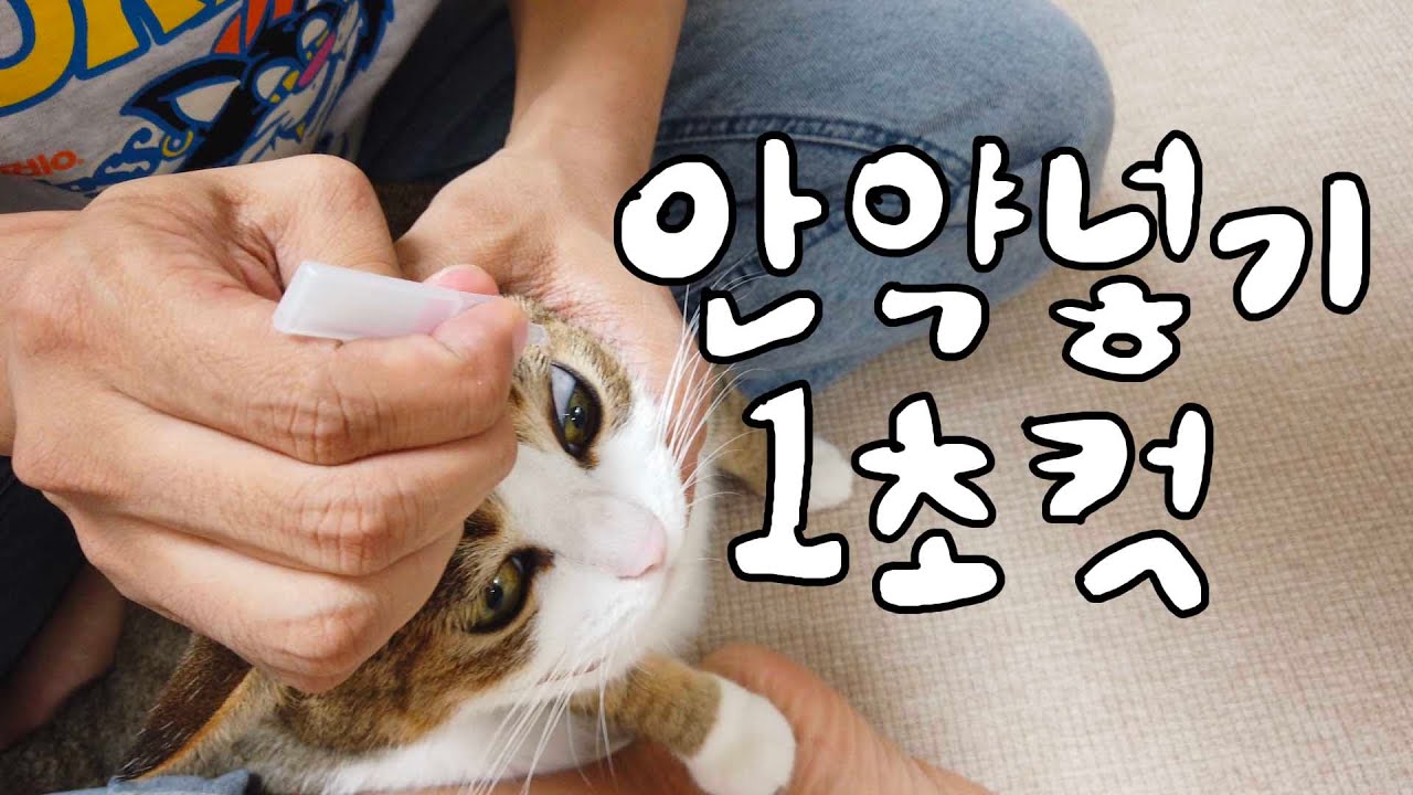 고양이 안약 넣기 이걸로 종결합니다