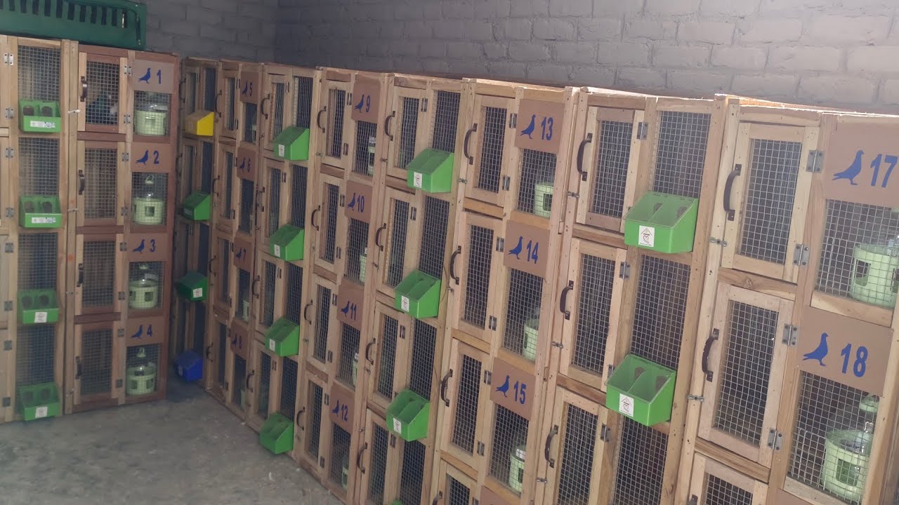 My new breeding setup with new breeding cages by kamal Arora