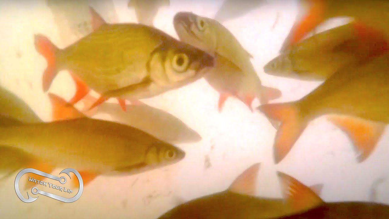 How to Attract and Catch Your Own Wild Shiners - Catching Your Own Bait