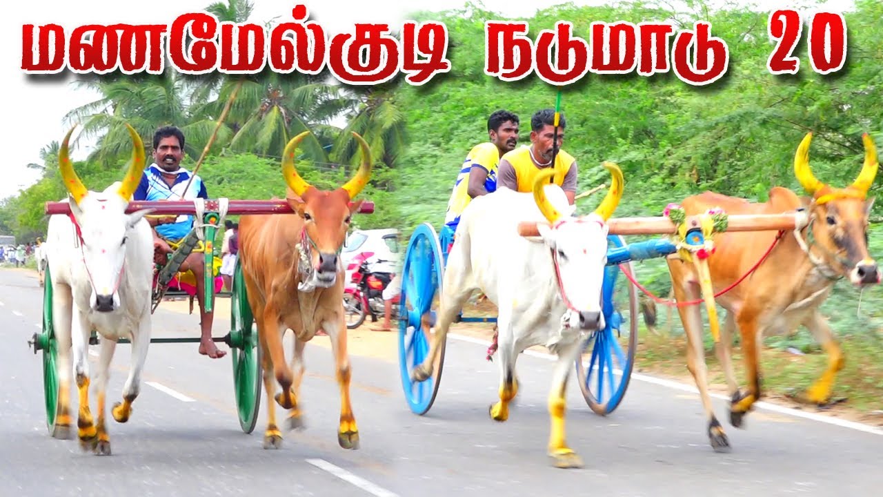 புதுக்கோட்டை (மா) மணமேல்குடி நடுமாடு-15.10.2023