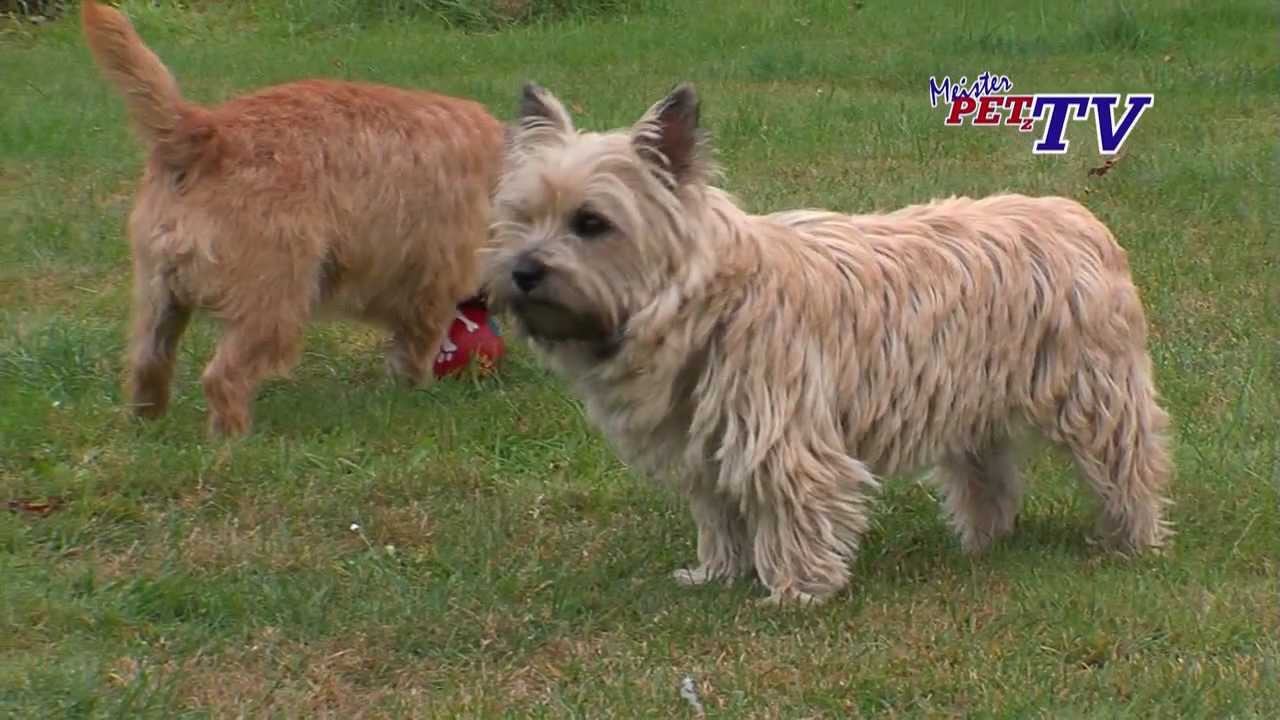 Cairn Terrier: Informationen zur Rasse