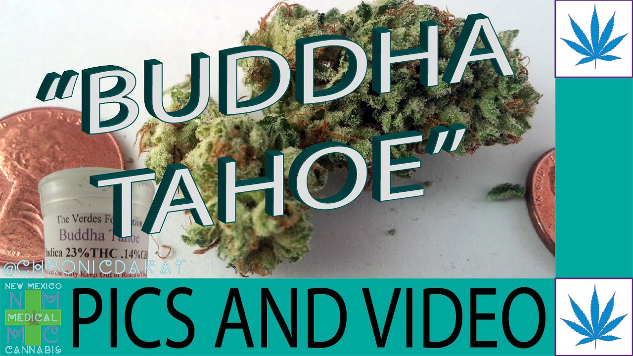 Buddha Tahoe - Strain Pictures and Video - No Review