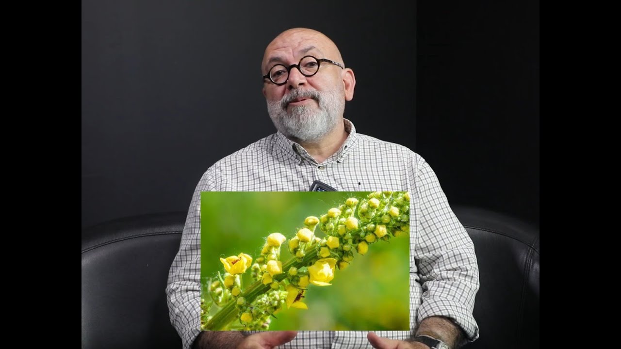 MUCİZEVİ BİTKİ SIĞIR KUYRUĞU