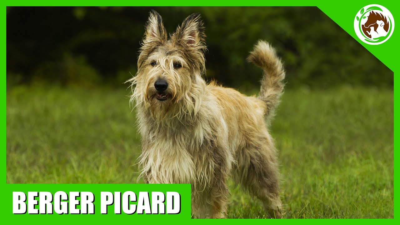 The Berger Picard - Everything You Need to Know