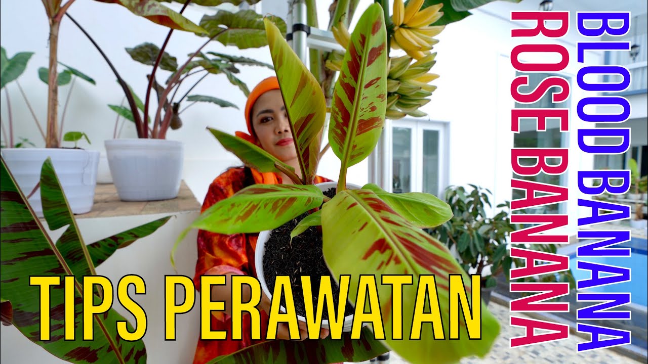 SEJARAH BLOOD BANANA, ROSE BANANA, RED BANANA | TRENDING PLANT