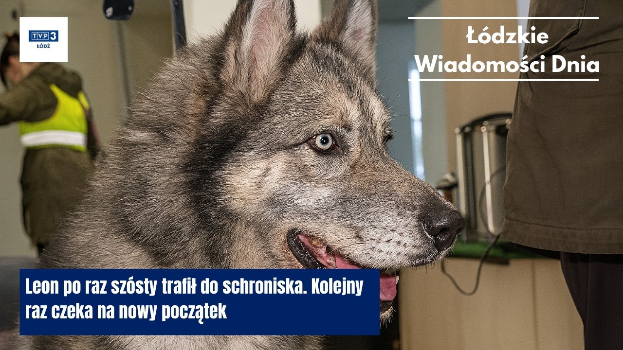 Leon po raz szósty trafił do schroniska. Kolejny raz czeka na nowy początek
