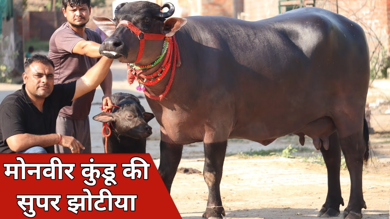 मोनवीर कुंडू की सुपर झोटियाँ, बिक्री के लिए उपलब्ध | Aryan Kundu Dairy Farm (9812930814)