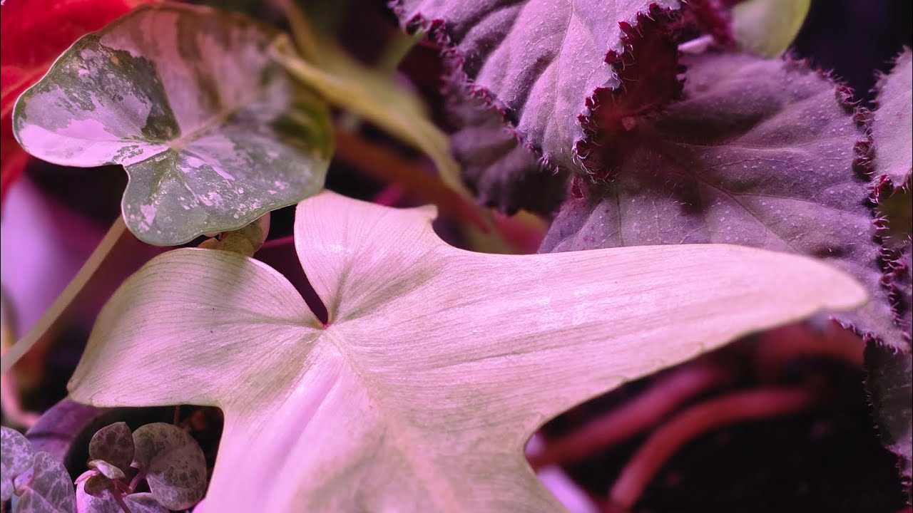 Weekly Plant Chat 1/7/26