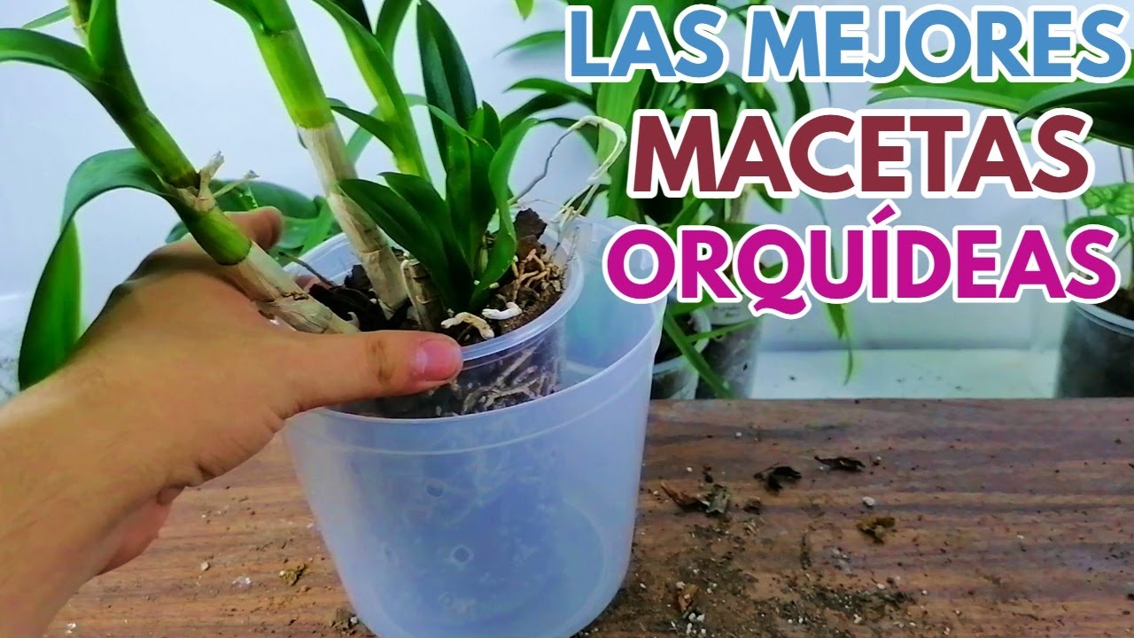 las mejores macetas para  orquídeas chuyito jardinero