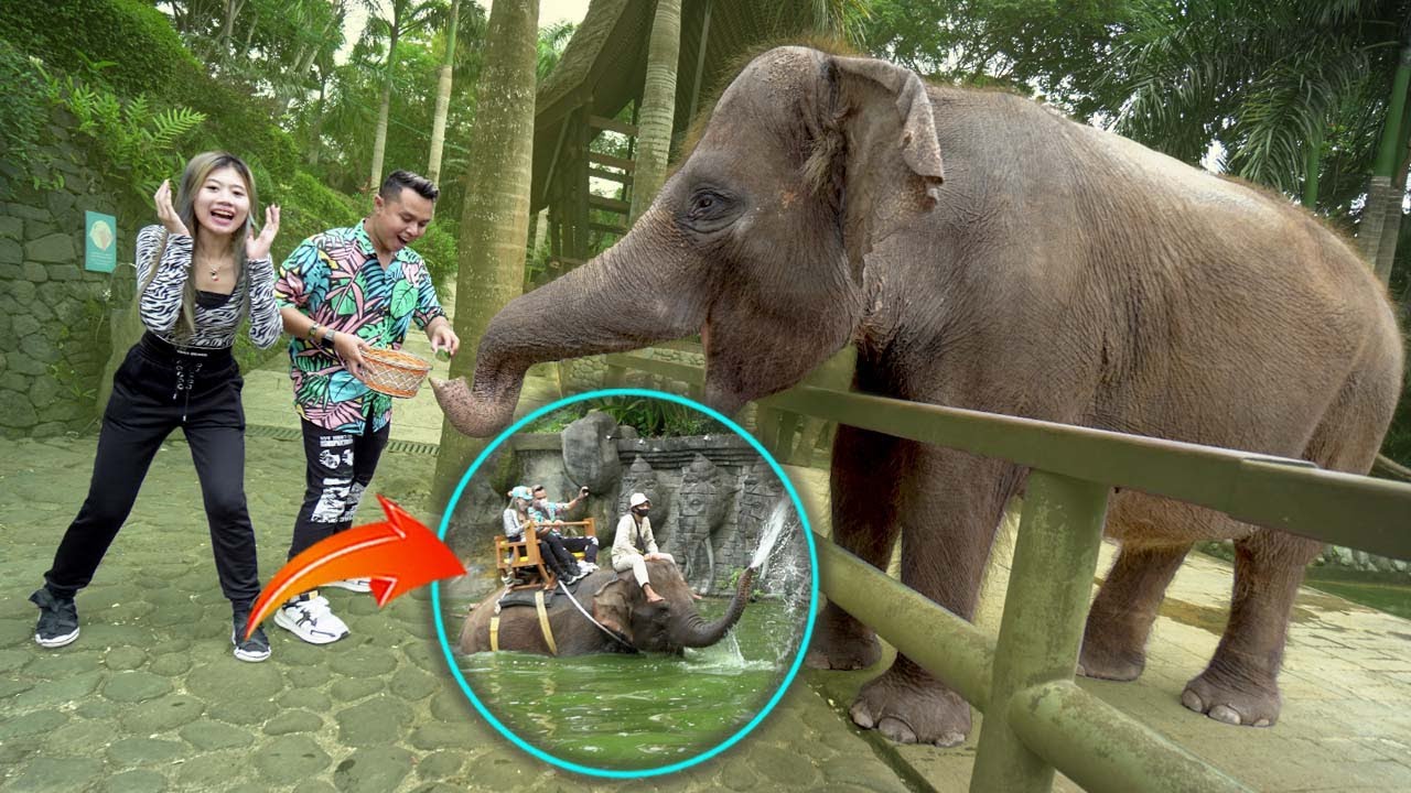 SERU!! NYOBAIN NAIK GAJAH BESAR!! LANGSUNG KASIH MAKAN GAJAHNYA!!