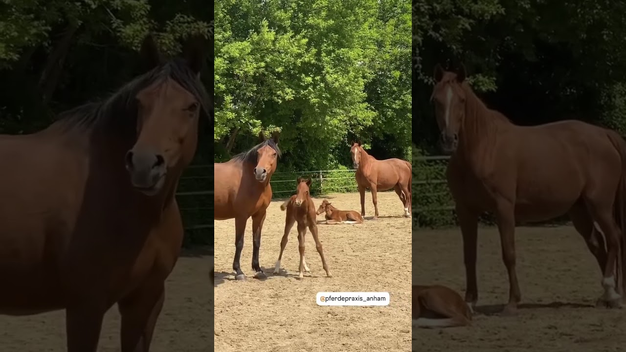 Foaling Season at it&rsquo;s best #fohlen #pferdeliebe