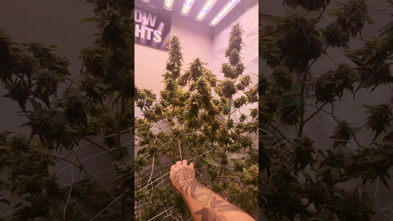 Week#8 Flower - bud Swell & hardening phase - (WestCoast Cannabis Grow Room)