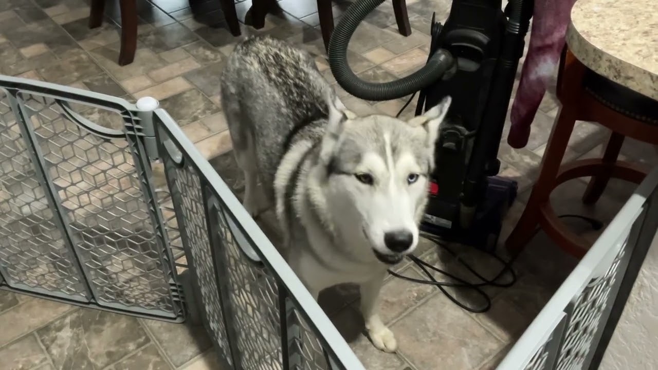 Kara getting brushed and Mira crying about it #husky #germanshepherd