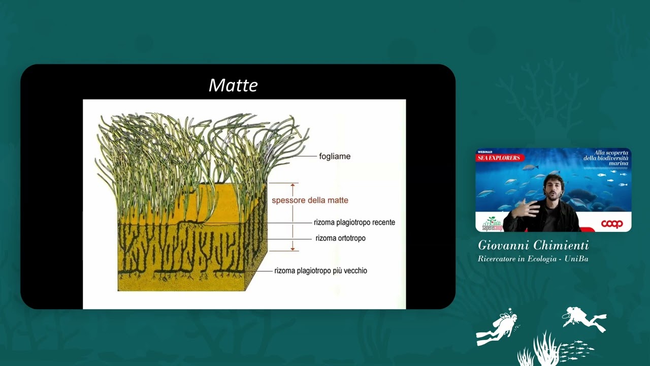 Webinar 25 marzo 2025 POSIDONIA IN PUGLIA, un avamposto Adriatico di biodiversità da difendere