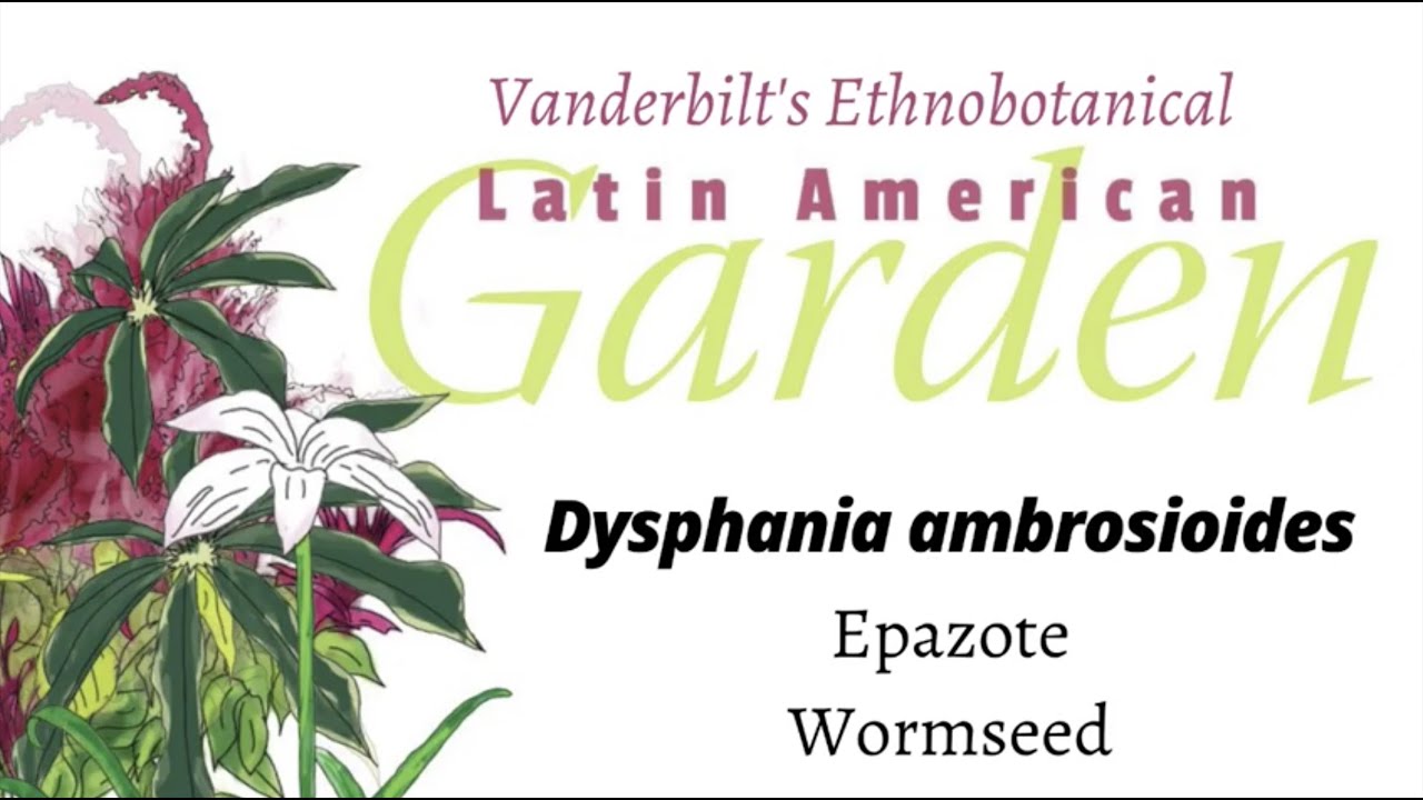 Learn about the Epazote Plant