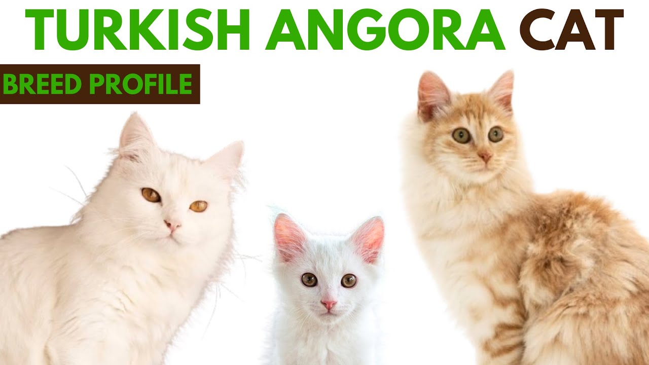 Turkish Angora Cat Breed Profile History - Traits - Price - Turkish Angora Cat Grooming Needs