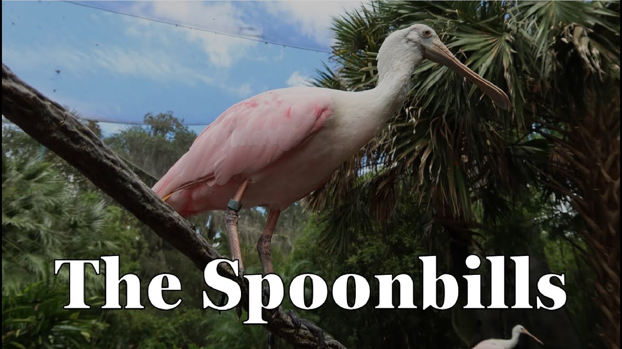 The Spoonbills