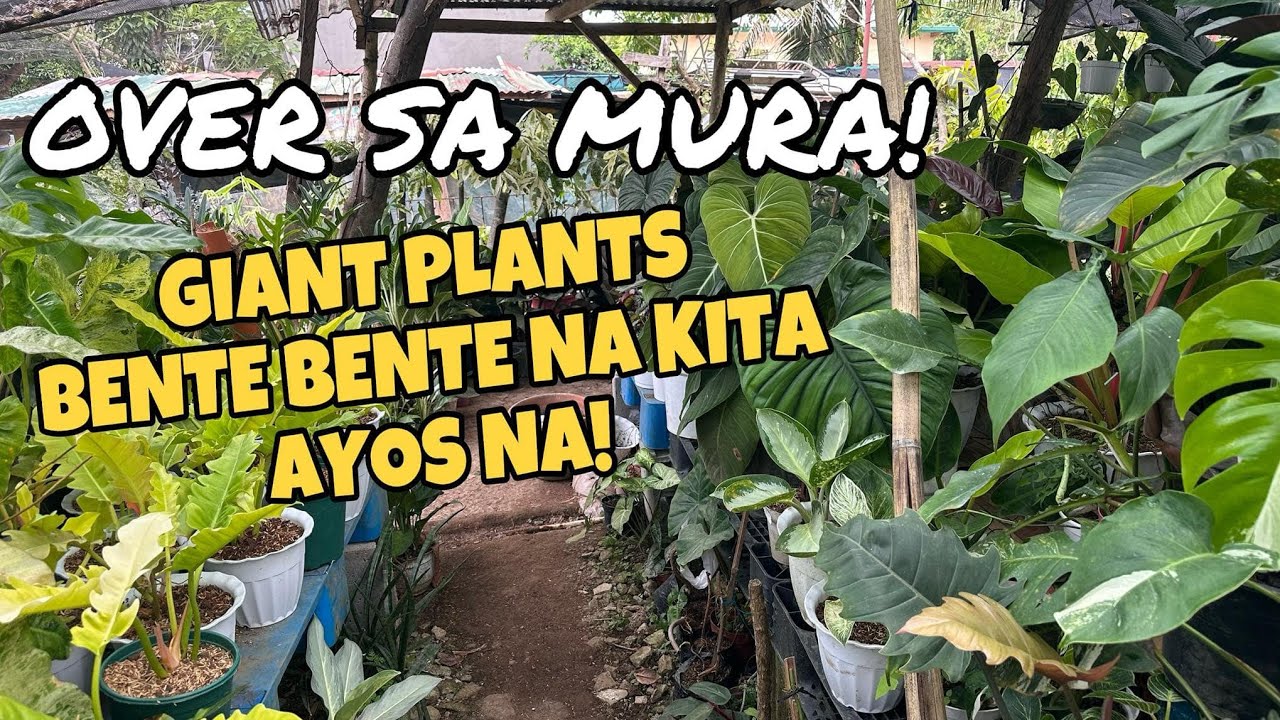 NEW VLOG OVER SA MURA! AYOS NA SA BENTE BENTE NA KITA!