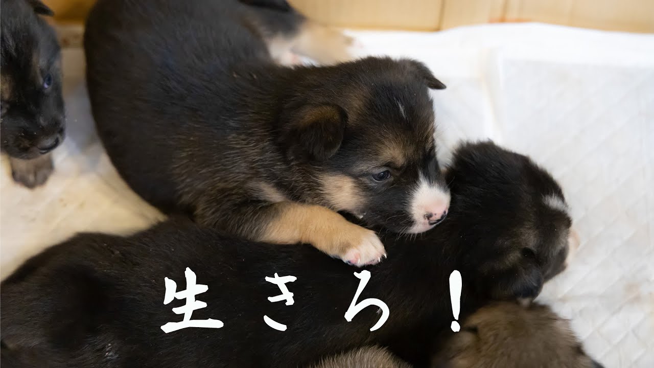 子犬を本気で助ける人達【ミルクボランティア】