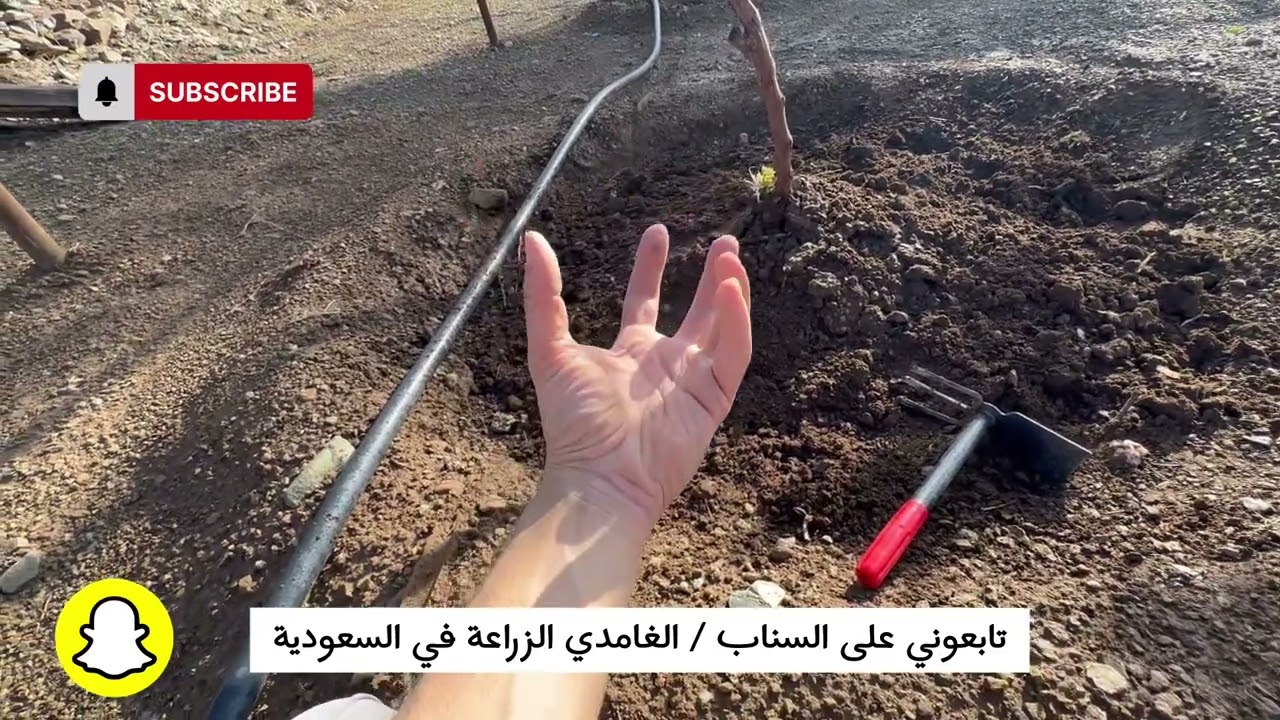 العناية باشجار العنب في فصل الربيع وبعد الامطار #اكسبلور #الزراعة_في_السعودية #زراعة