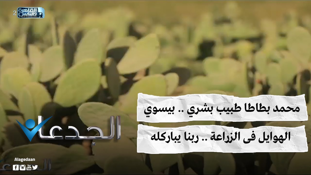 محمد بطاطا طبيب بشري .. بيسوي الهوايل فى الزراعة .. ربنا يباركله