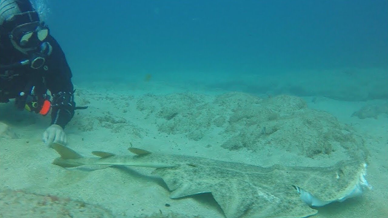 Lanzarote Diving With Angel Shark | Blue Horizon Diving