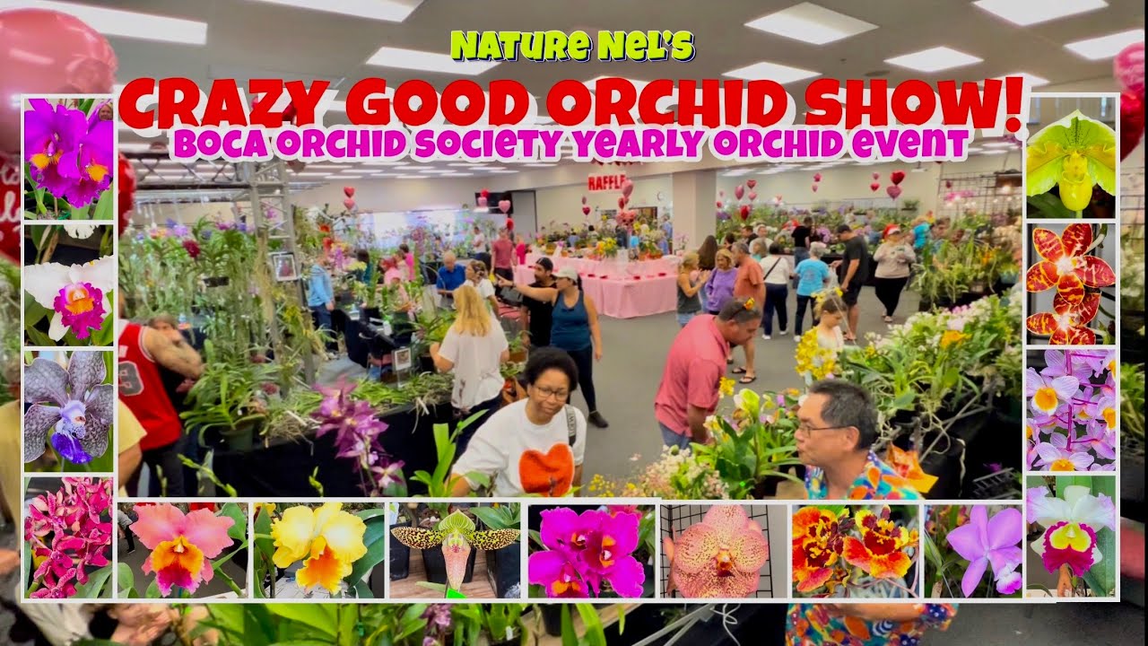 What a way to start February. This orchid show had it all. So many awesome rarities under one roof.