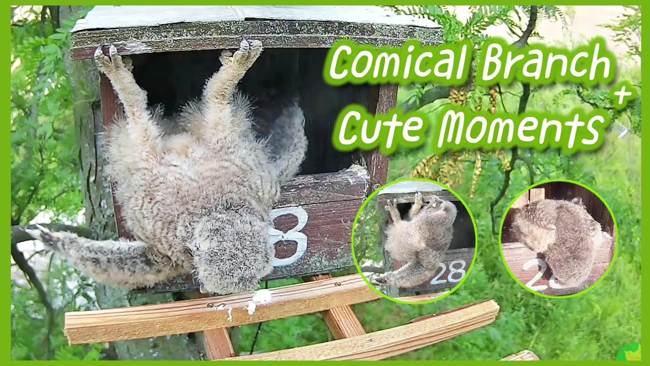 Baby LEO Comical Classic Branch😅+ Cute Moments before G'bye🧡 | Long-eared Owl at Tiszalök 06/2023