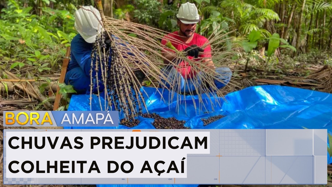 Chuvas dificultam colheita e reduzem oferta de açaí no Amapá em 40%