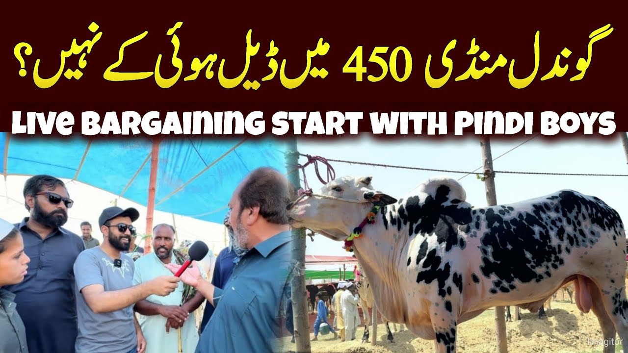 450 Сделка? ГОНДАЛ МАНДИ 2025 - Бык Фатехжанги 2025 - Корова Манди 2025 - Живой торг Курбани 2205